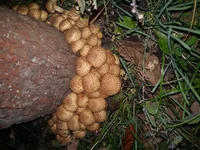 20211002_182635.webp