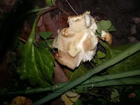 20211002_183033.webp