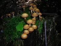 DSCN6807.webp