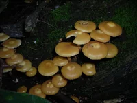 DSCN6808.webp