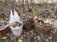 изображение_viber_2021-10-10_12-49-40-715.jpg