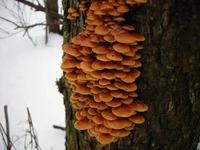 DSCN6652.webp