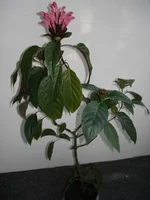 DSC02755.webp