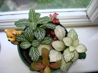 DSC02713.webp