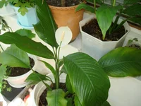 DSC01243.webp
