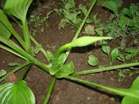 DSC02770.webp