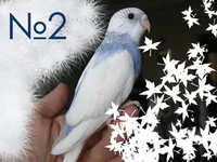 volnistik-9.webp