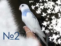 volnistik-12.webp