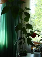 DSC02859.webp