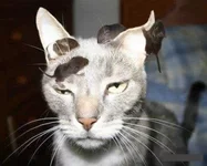 CatwithMises.webp