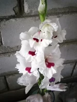 P7310319.webp
