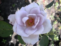 P7310314.webp