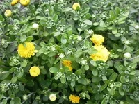 P7310341.webp