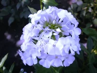 P7310307.webp
