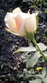 P8010364.webp