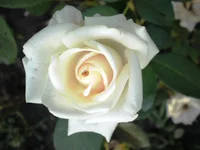 P7310339.webp