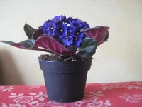  016.webp