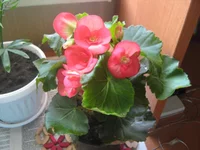  019.webp