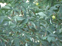 IMG_6468.jpg