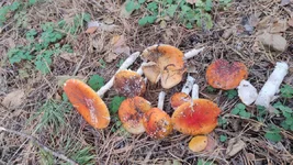 IMG-6e1ba7614504daa16ce8f19c2cf02a6c-V.webp