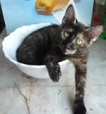 .webp