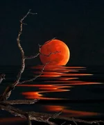 FB_IMG_1635260878443.webp