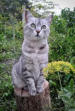 cat2.webp