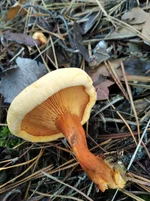 IMG_20211107_113058.jpg