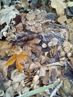 IMG_20201114_084527.webp