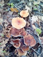 IMG_20201114_085218.webp