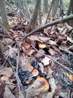 IMG_20201114_085226.jpg