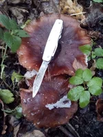 IMG_20201114_113234.jpg