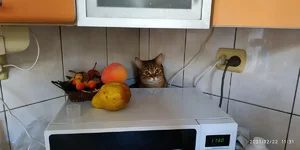 1640166099604.webp