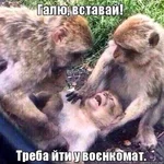17944375_original.webp