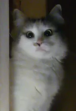 007.png