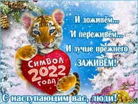 tiger-2.jpg