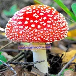 IMG_0207.webp