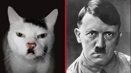 CatHitler.webp