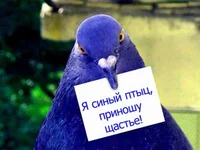 76335 (2).webp