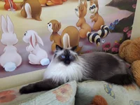 .webp