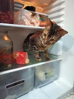 IMG-2ded4ebc115052a1becccbf3b56abfdf-V.webp