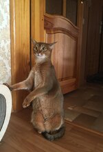 Abyssinian cat in a standing pose.jpg