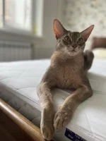 Blue abyssinian cat.webp