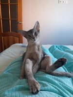Blue Abyssinian cat sits in a funny pose-orig.jpg