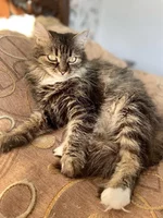Our cat Malva.webp