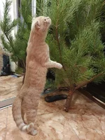 IMG-68af5283fc9ad390a6c9e73c88e21847-V.webp