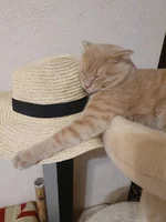 IMG-b8956e63c4a45437b656ef13b533865f-V.webp