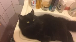 коша в ванной.jpg