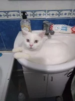 маліш в раковине.jpg