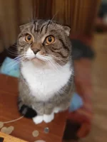 2.webp